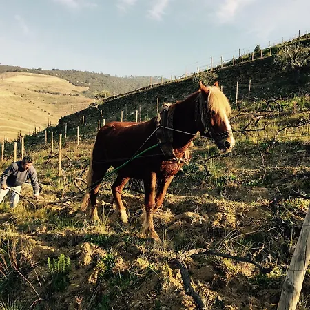 Quinta Da Marka * Covas do Douro